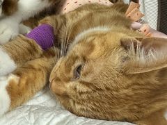 -纳吉亚猫专科动物诊疗中心(蒋宅口分院)