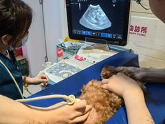 -哆趣宠物医院·眼科·内镜·急重症转诊中心(上海店)
