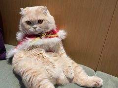 -CAT’S MEWSTAR CAFE·喵星球猫屋(晴湾咖啡店)