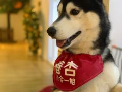 -Husky Go! 哈士奇体验馆·宠物咖啡厅狗咖