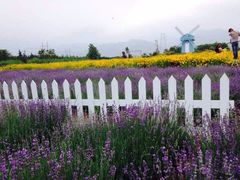 -曲江薰衣草庄园