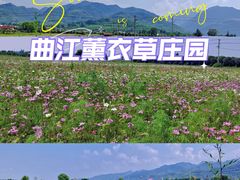 -曲江薰衣草庄园