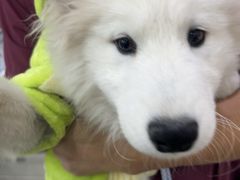 -美联众合动物医院·24h京西诊疗中心