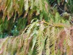 -银湖山郊野公园-相思林