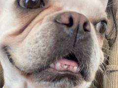 -怪兽屋·羊驼·猫咖·狗咖(俊华广场店)