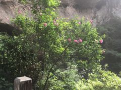 -雁荡山风景名胜区-小龙湫