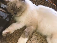 -more than meow吴止猫主题餐厅(承德 中船汇店)