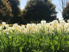 -上海鲜花港