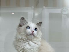 -青奢宠物·青奢猫舍