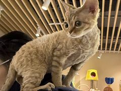 -momokira米努特·德文卷毛猫·棉花面纱犬
