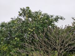 -海珠湖公园
