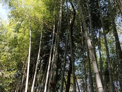 -敬亭山风景名胜区