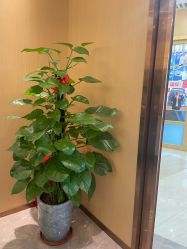 -香港倾城国际·美容美体中心