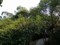 景点-火炉山森林公园