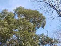 -蜀冈西峰生态公园