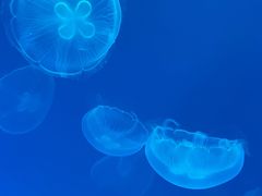 -上海海昌海洋公园