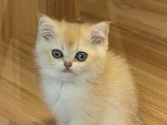 -猫十亿·布偶金渐层·曼基康矮脚猫舍(青年路店)