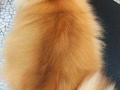 -momokira米努特·德文卷毛猫·棉花面纱犬
