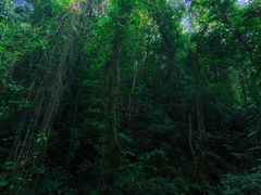 -莫里热带雨林景区