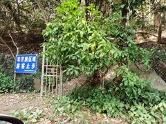 -东莞市大岭山森林公园