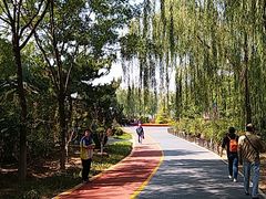 -大兴滨河森林公园