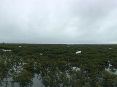 -北海金海湾红树林生态旅游区