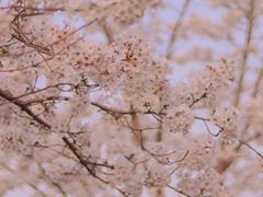 -顾村公园