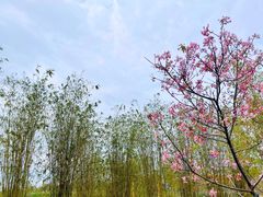 -天适樱花悠乐园