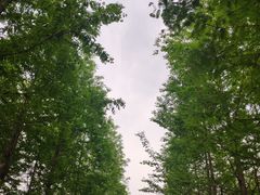 -昆山城市生态森林公园