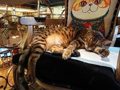 -more than meow吴止猫主题餐厅(承德 中船汇店)