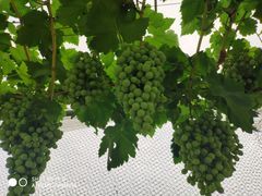 -金谷域澳洲庄园