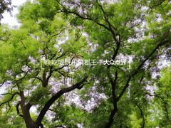 -莲湖公园