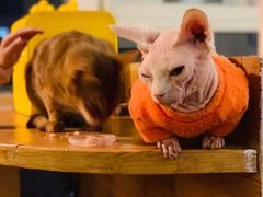 -猫小院猫主题咖啡厅(北锣店)