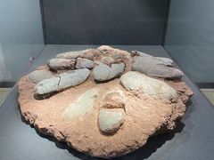 -大连自然博物馆