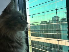 -楼上猫咖(罗湖店)
