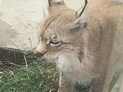 -青藏高原野生动物园