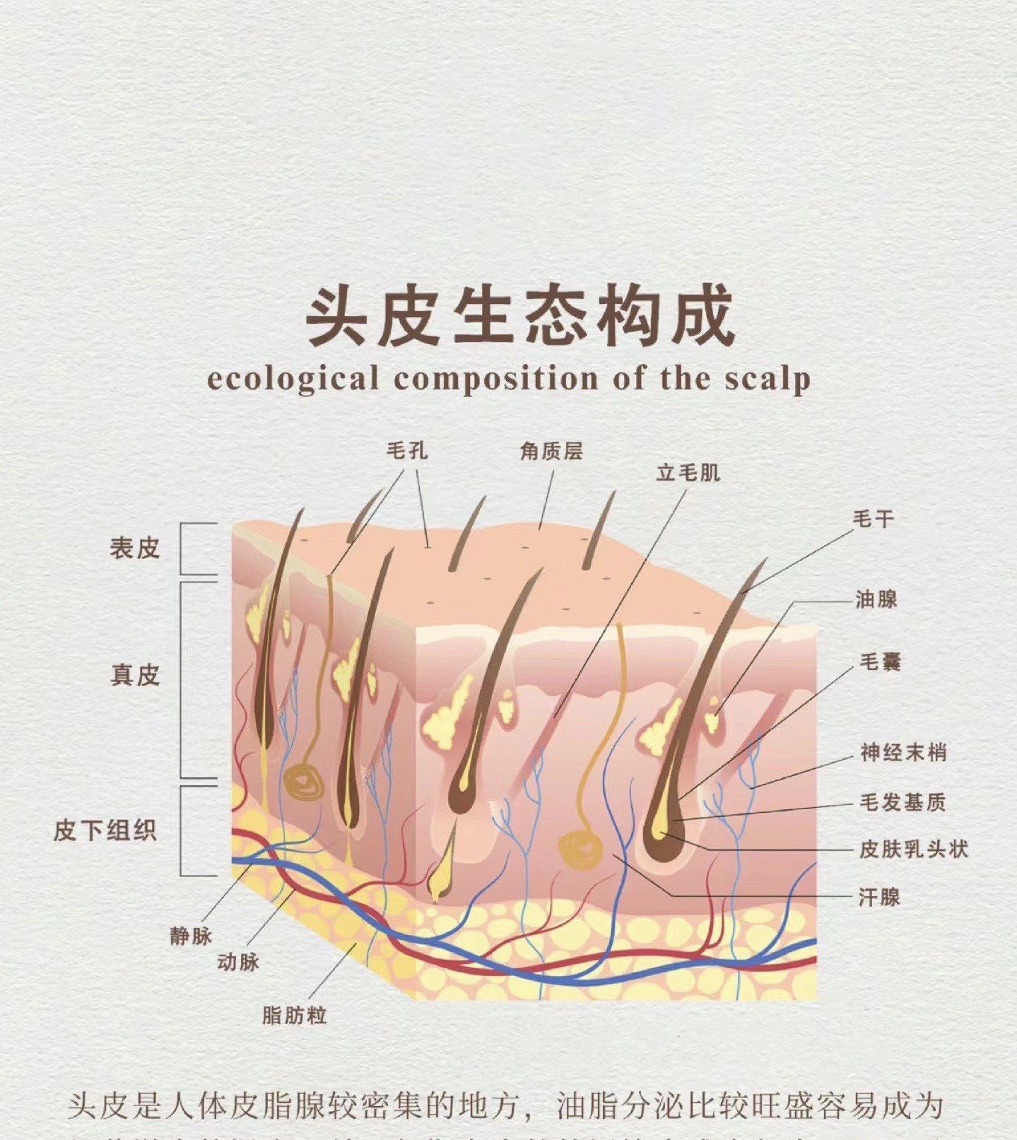 头皮结构大揭秘,你get了吗?