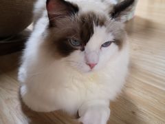 -猫和宫(六道口店)
