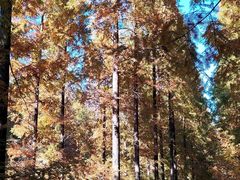 -黄海国家森林公园