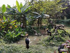 -广州长隆飞鸟乐园