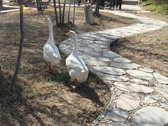 -石家庄市植物园