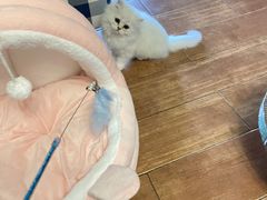 -柚子猫舍·精品猫舍购猫·猫咪认养·购宠·宠物店