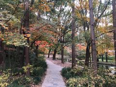 -上海共青森林公园