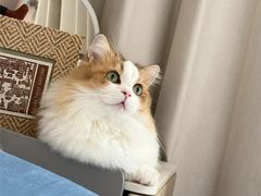 -Bastet sally猫舍购宠(静安店)