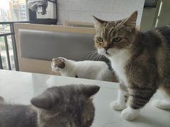 -喵园·猫主题咖啡厅·撸猫·猫咖(国贸店)