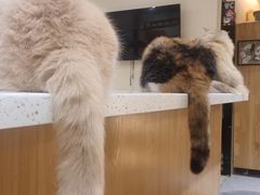 -滚猫咖啡·猫咖·猫友好撸猫(未来城店)