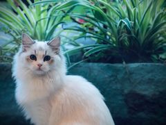 -东方名猫馆·英短金渐层布偶猫舍(环线广场1号楼店)