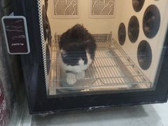 -叮叮猫咪生活馆