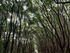-同里国家湿地公园