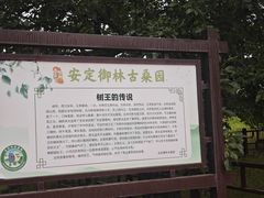 -御林古桑园